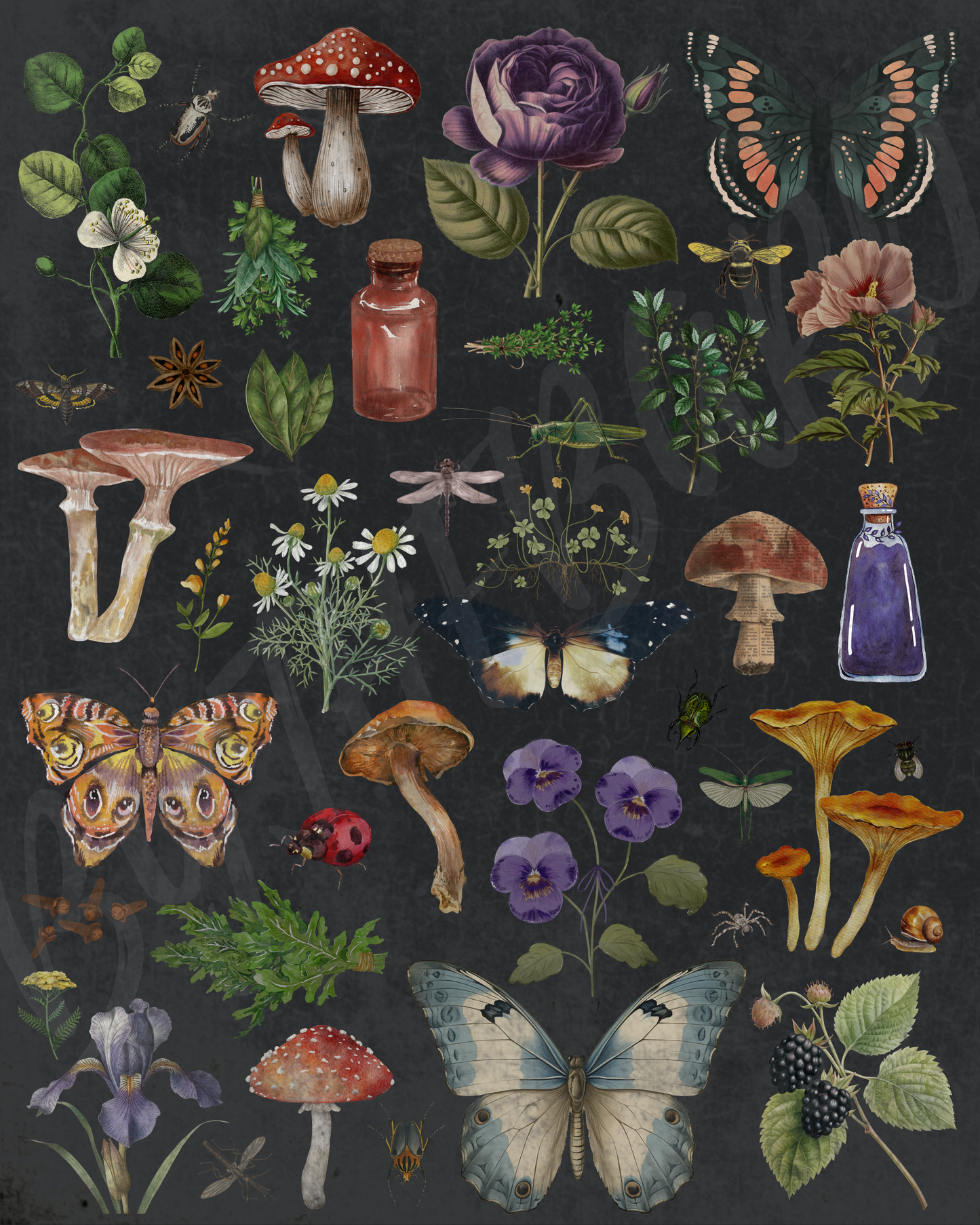 Wall Art Print - Witchy Botanicals - Vintage Nature Collage-By The Bard