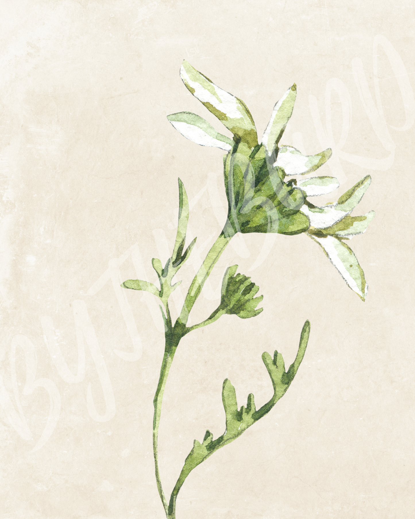 Wall Art Print - Botanical Watercolour Daisy Illustration-By The Bard