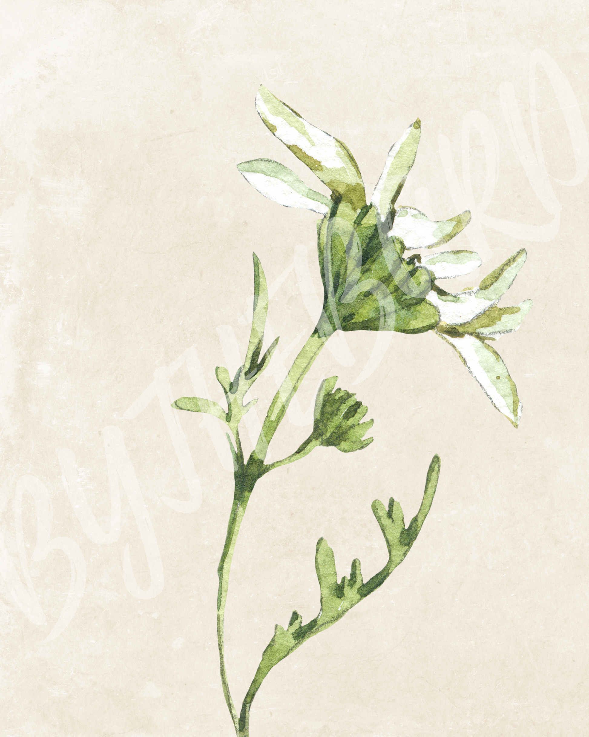 Wall Art Print - Botanical Watercolour Daisy Illustration-By The Bard
