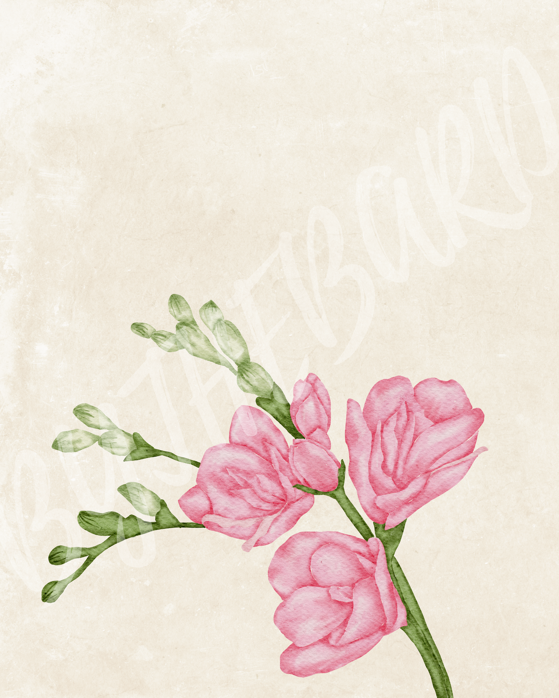 Wall Art Print - Botanical Watercolour Freesia Illustration-By The Bard