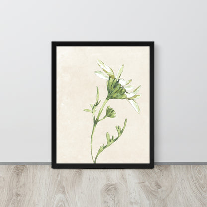 Wall Art Print - Botanical Watercolour Daisy Illustration-By The Bard