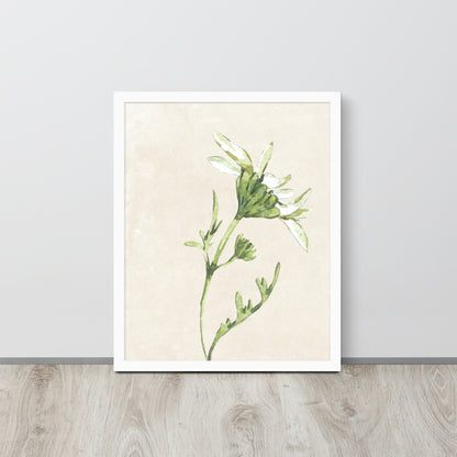 Wall Art Print - Botanical Watercolour Daisy Illustration-By The Bard