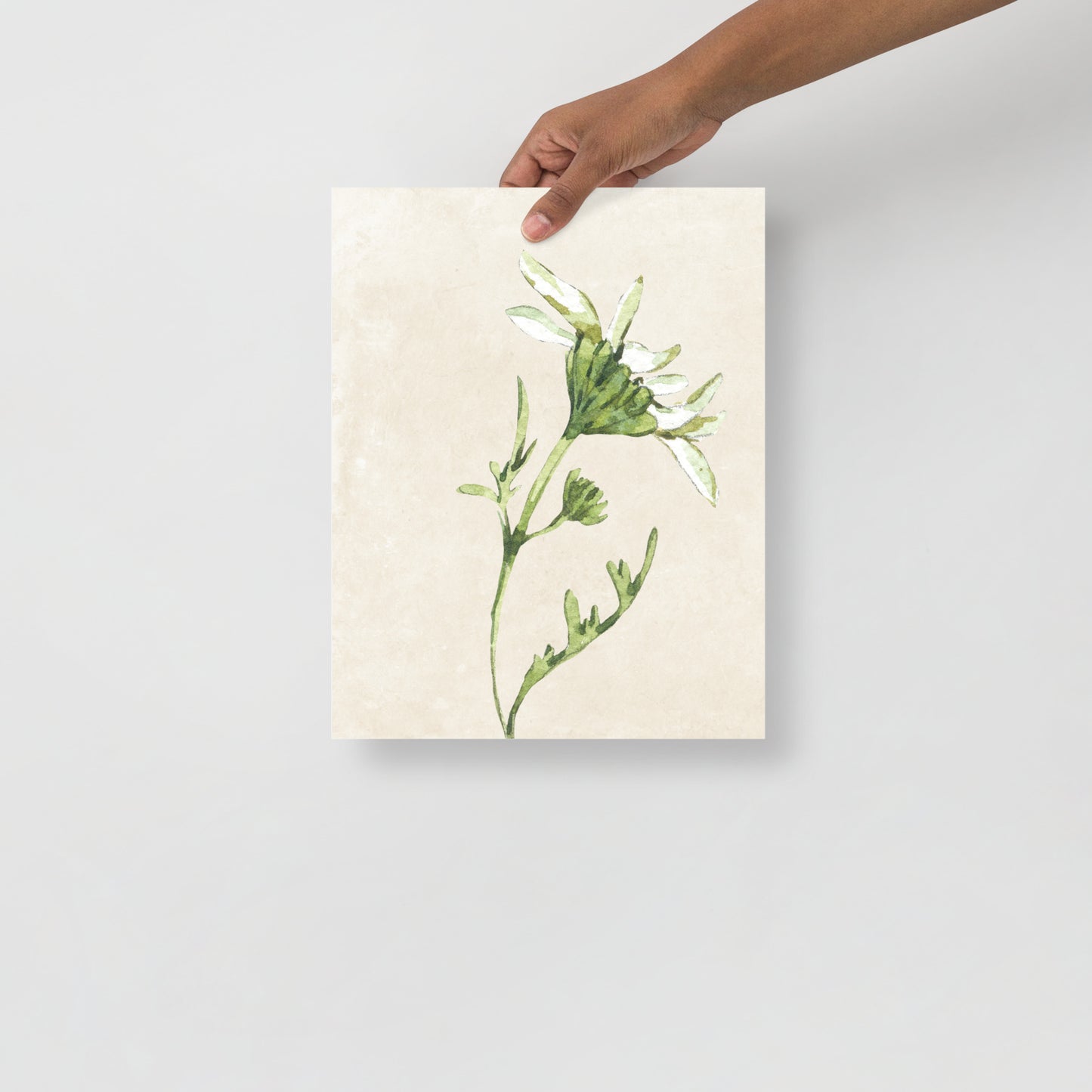 Wall Art Print - Botanical Watercolour Daisy Illustration-By The Bard