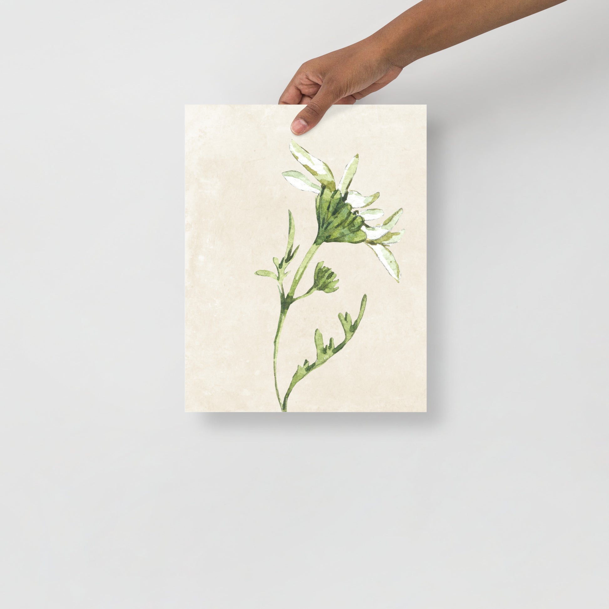 Wall Art Print - Botanical Watercolour Daisy Illustration-By The Bard