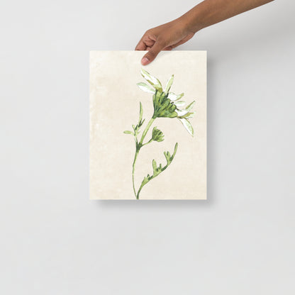 Wall Art Print - Botanical Watercolour Daisy Illustration-By The Bard